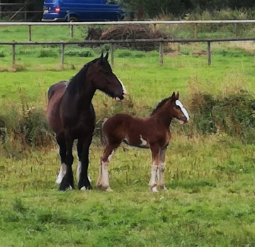 Shire Horses